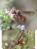 Nomada panzeri